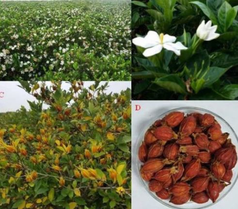 Gardenia extract benefits