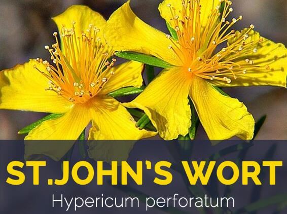 Hypericum Perforatum benefits