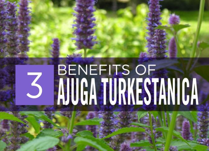 ajuga benefits