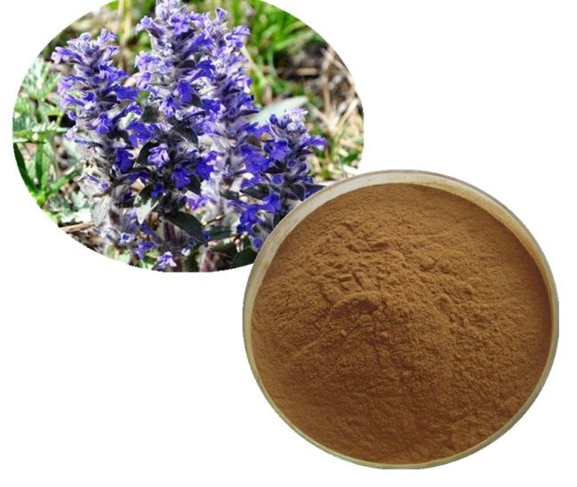 ajuga turkest extract powder