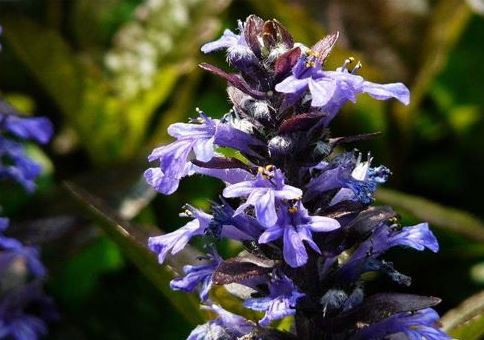 ajuga turkestanica benefits