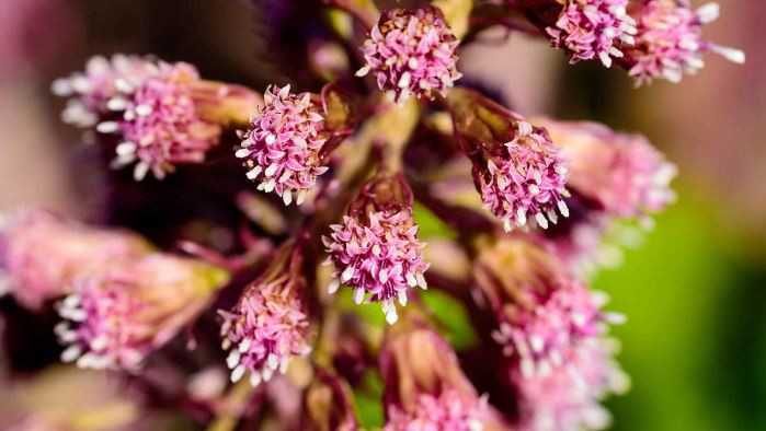 butterbur extract benefits