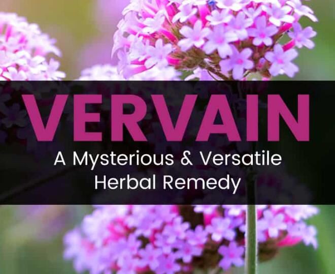 Verbena benefits.jpg