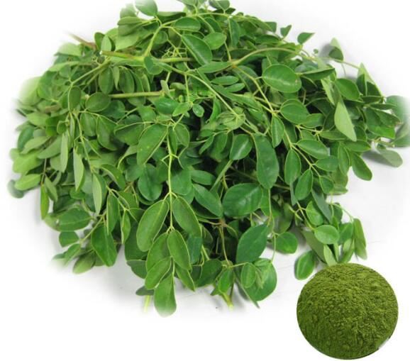 moringa leaves extract