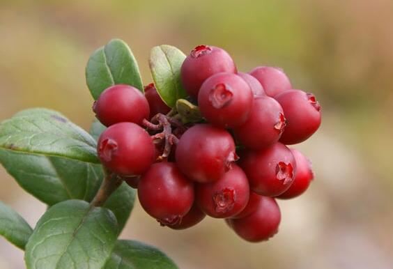 Lingonberry benefits.jpg