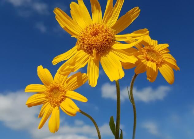 arnica montana flower extract skin benefits.jpg