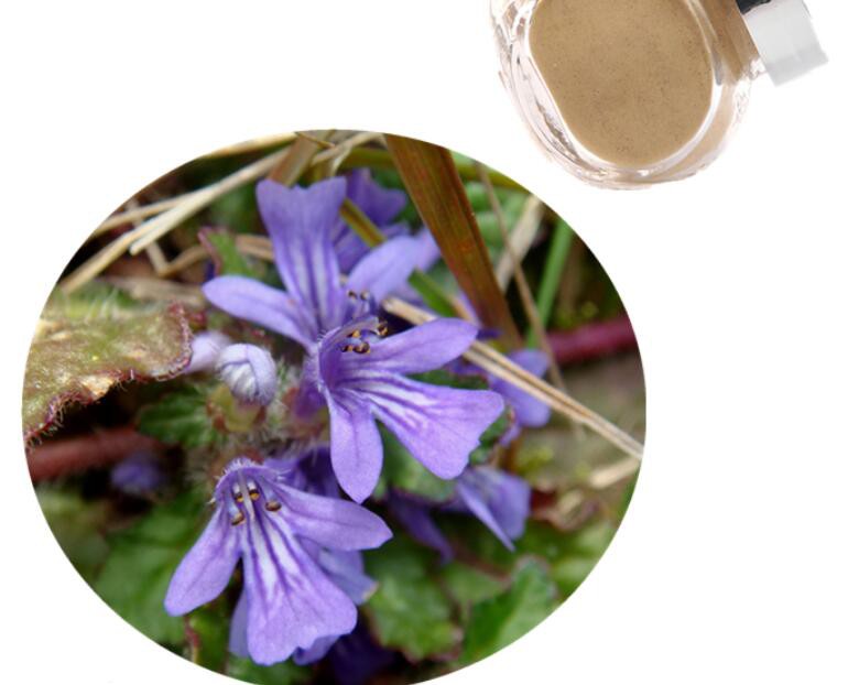 ajuga turkest extract powder.jpg