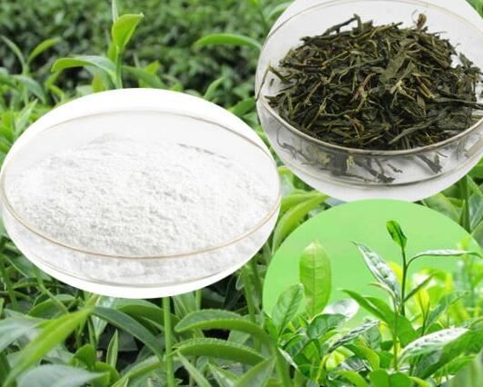 egcg green tea leaf extract.jpg