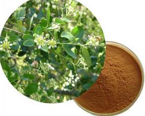 quillaja saponaria extract powder.png