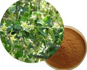 soapbark extract powder.png