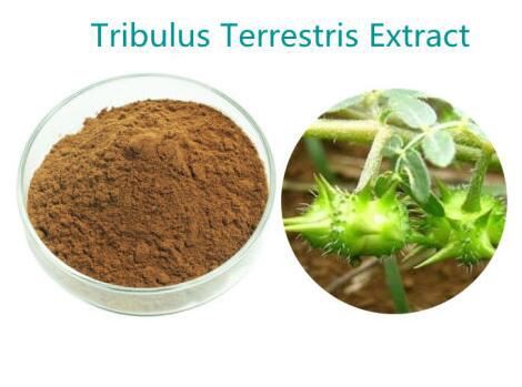 buy tribulus terrestris extract