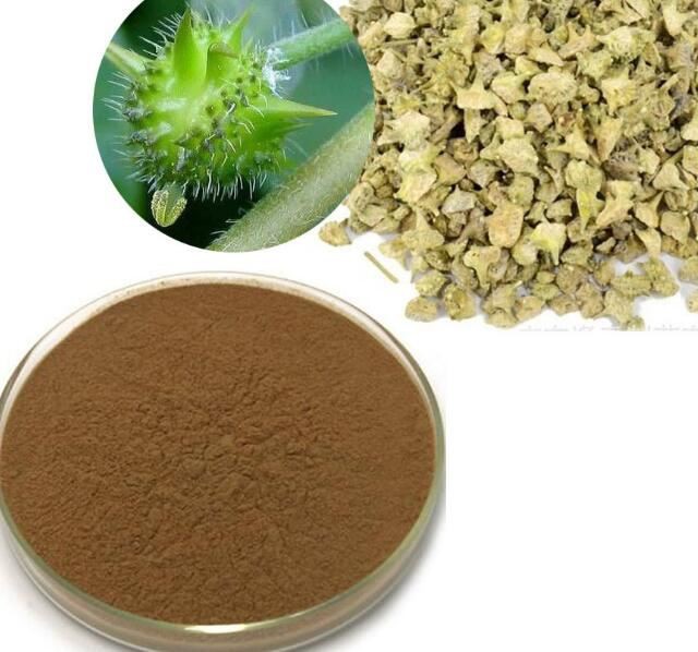 bulk tribulus terrestris extract powder.jpg