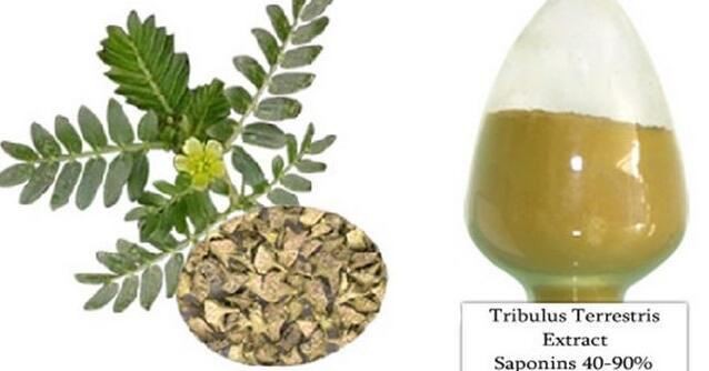 tribulus terrestris 45 saponins