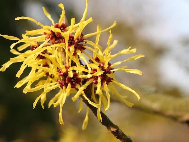 witch hazel extract benefits.jpg