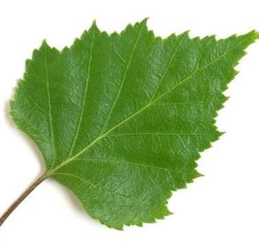 birch leaf.jpg