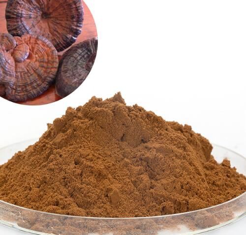 reishi powder bulk