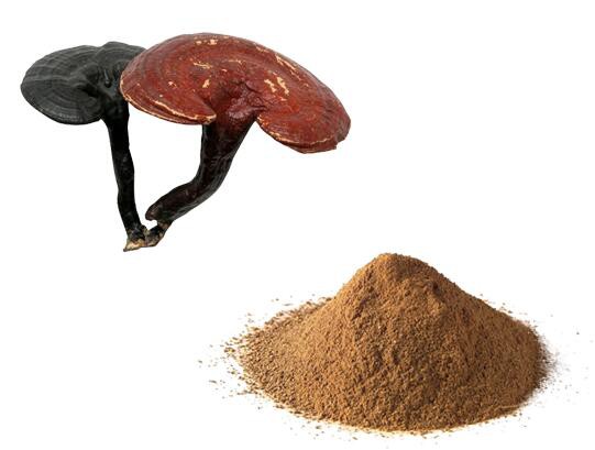 Red Reishi Mushroom Extract.jpg