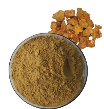 antrodia camphorata powder