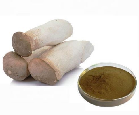 pleurotus eryngii extract powder.png