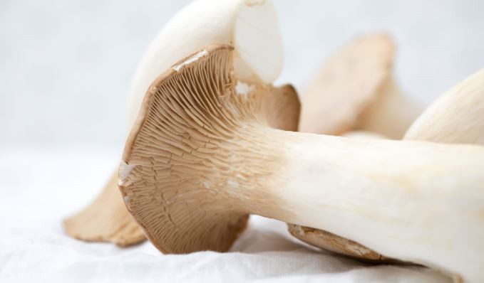 Pleurotus Eryngii BENEFITS.png