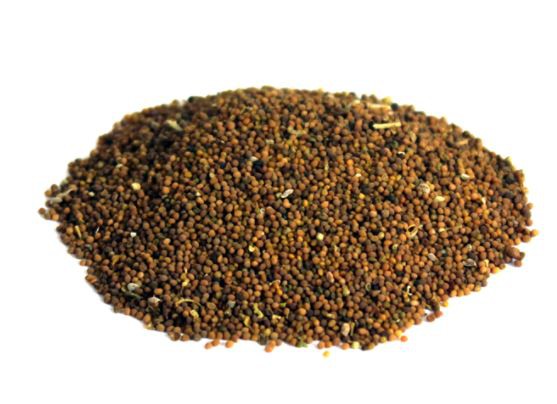 dodder seed.png