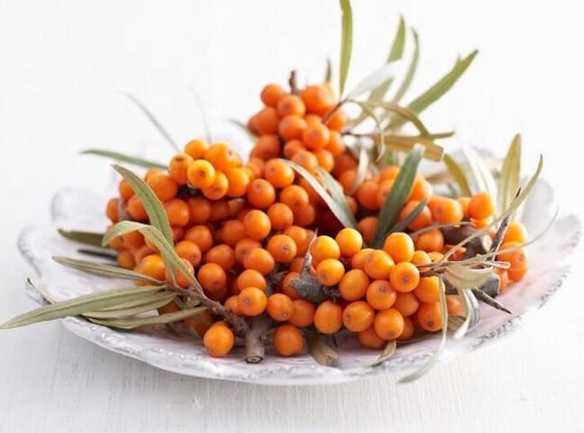 buy sea buckthorn extract