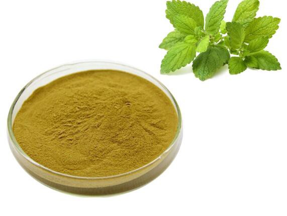 melissa leaf extract powder.jpg