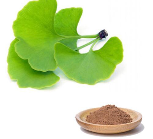 buy ginkgo biloba extract.jpg