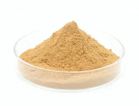 pure ginkgo biloba extract.jpg