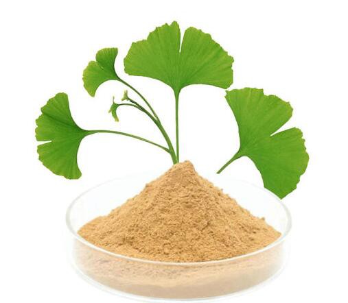 bulk ginkgo biloba extract.jpg