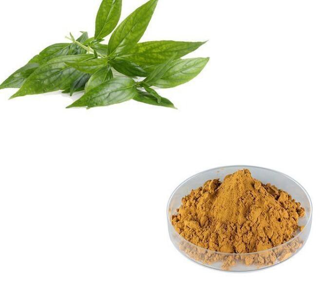 andrographis paniculata leaf extract