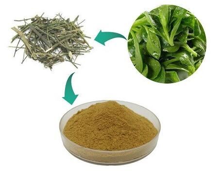 high quality andrographis paniculata extract.jpg