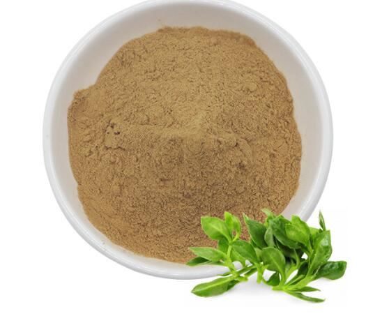 andrographis paniculata extract suppliers.jpg