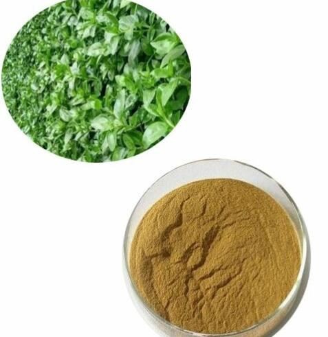 organic andrographis powder