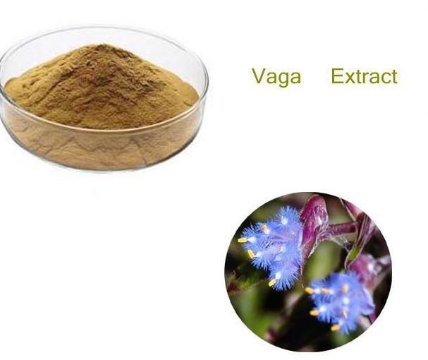 cyanotis arachnoidea root extract.png