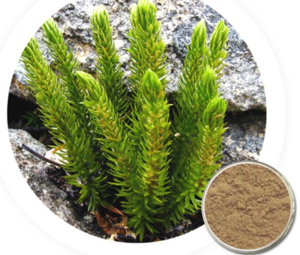 huperzia serrata club moss extract.png