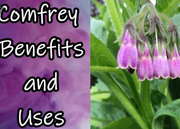 comfrey BENEFITS.png