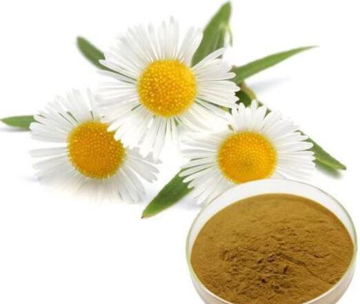 chamomile apigenin