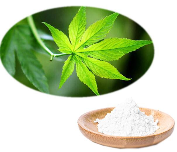 sweet tea leaf extract