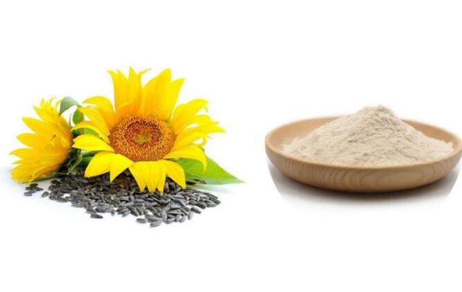 organic sunflower seed protein powder