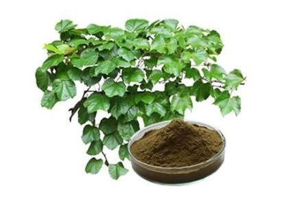 english ivy extract