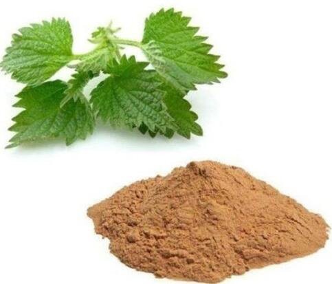 stinging nettle root powder