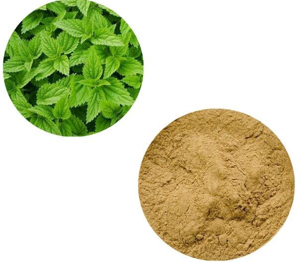 stinging nettle leaf extract