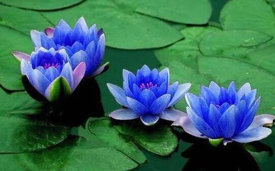 Blue Lotus benefits