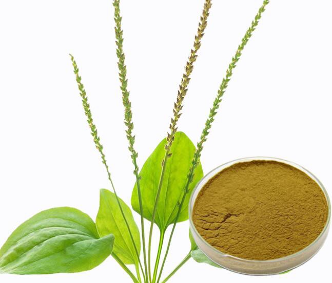 plantago extract.jpg