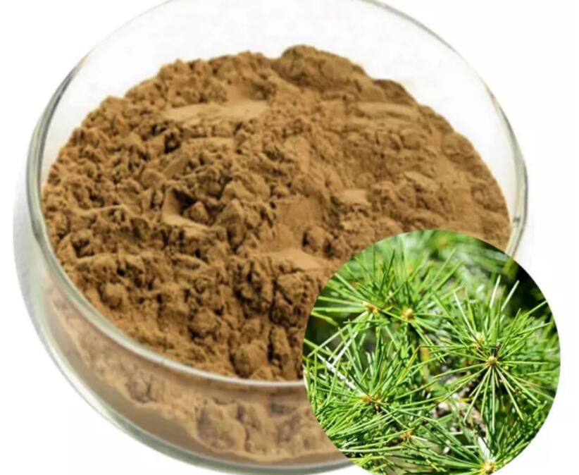 white pine needle extract