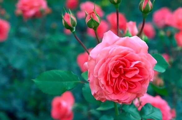 rosa centifolia skin benefits