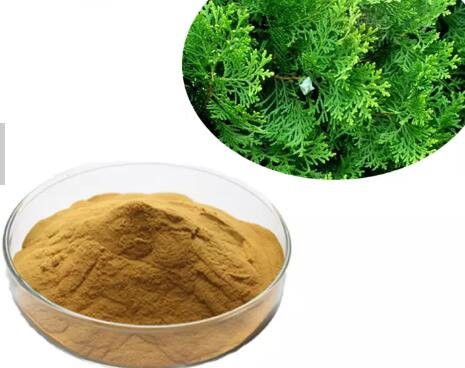 platycladus orientalis leaf extract