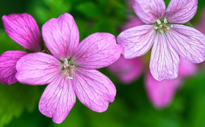 Geranium Maculatum SKIN BENEFITS