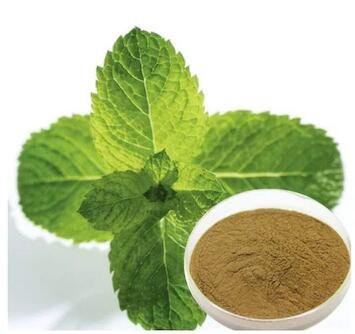 organic mint extract